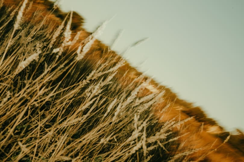 stunning landscape photo of the beautiful California fields